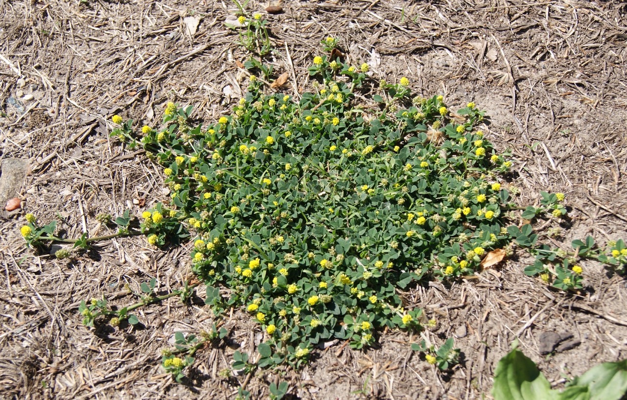 Because black medic often thrives in areas where turfgrass is struggling, the most effective long-term solution is to promote a thick, healthy lawn through proper fertilization, adequate watering, and regular mowing.