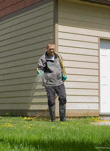Dandelions being treated by a professional spray technician in Missoula MT