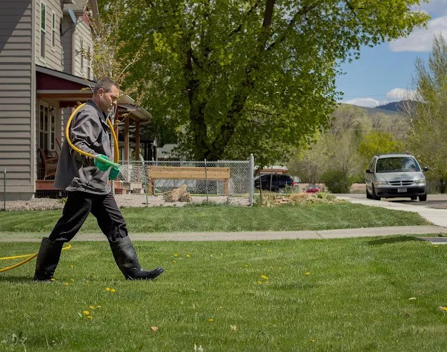Fertilization and weed control being applied to a lawn with dandelions.